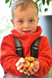 Gladiol Rosey Pippin